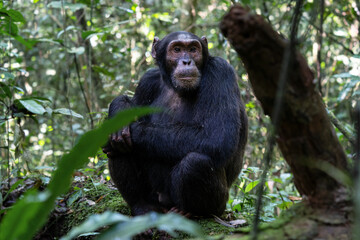 Chimpanzee, Kibale National Park, Uganda