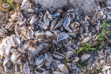 Pile of small shells with green leaves and gravel