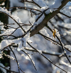 a snowy winter garden with the sun in the background