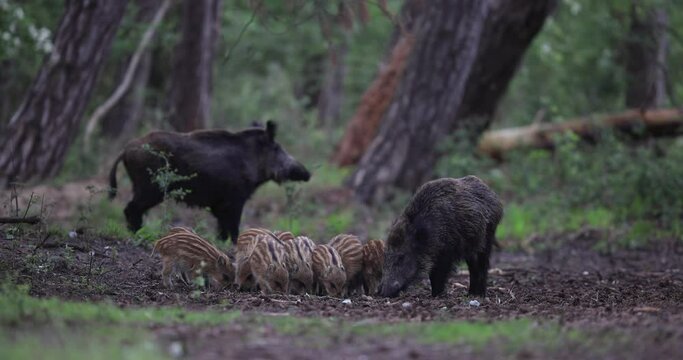 Several wild boars eat in the forest