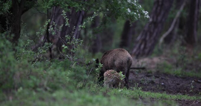 Several wild boars eat in the forest