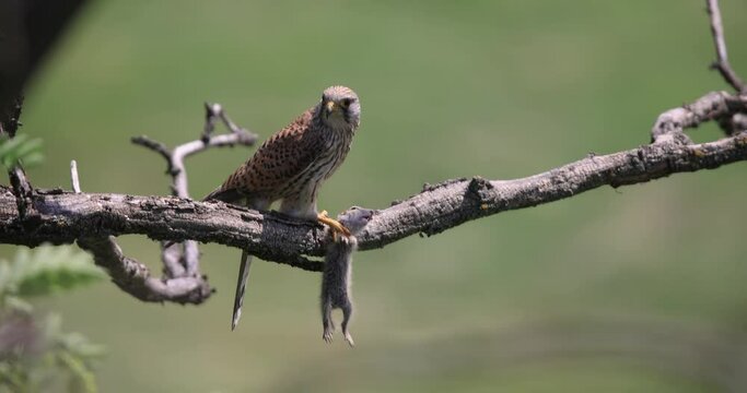 A falcon chased a ground squirrel to eat it