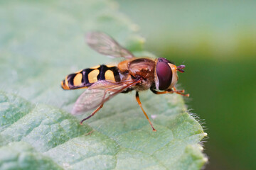 Closeup of the Migrant hoverfly , Eupeodes corollae sitting on a green leaf