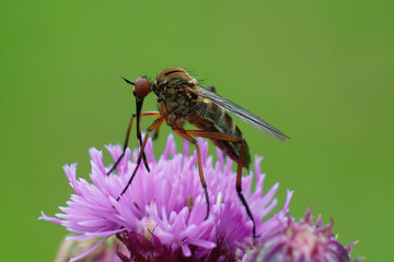 Closeup of the Dagger fly, Empis livida, on the purple flower of a thistle species Carduus crispus