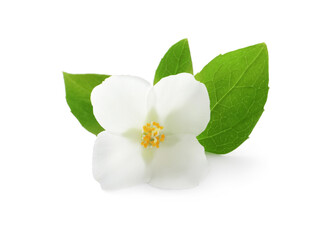 Beautiful flower of jasmine plant with leaves on white background