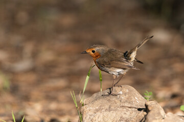 petirrojo posado en una piedra en el bosque (erithacus rubecula)