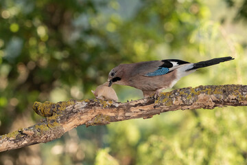 Arrendajo euroasiático cazando un ratón en el bosque (Garrulus glandarius)