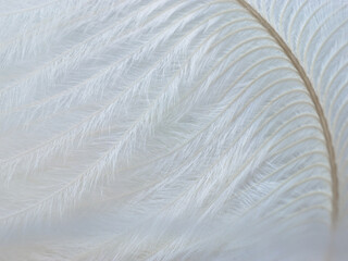 White feather, close-up