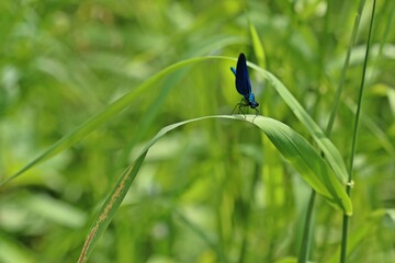 Männliche Blauflügel-Prachtlibelle (Calopteryx virgo) auf Schilfhalm.