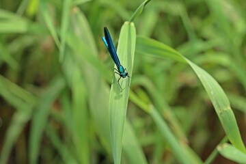Männliche Blauflügel-Prachtlibelle (Calopteryx virgo) auf Schilfhalm.