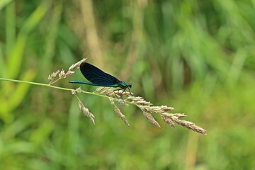 Männliche Blauflügel-Prachtlibelle (Calopteryx virgo) auf Schilfhalm.