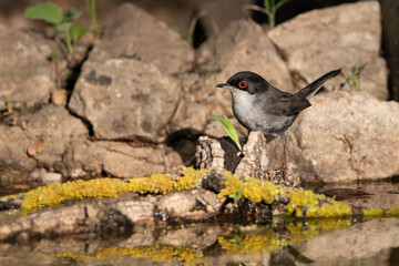 Curruca cabecinegra en las piedras de la charca del parque  (Sylvia melanocephala)