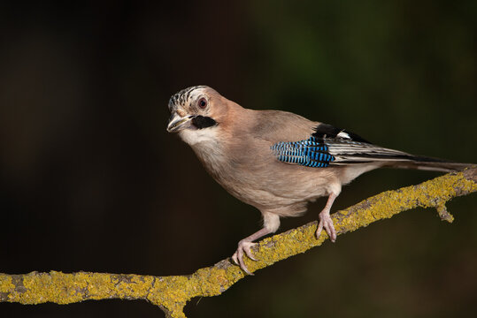 Arrendajo euroasi&aacute;tico posado en una rama de un &aacute;rbol del bosque (Garrulus glandarius)