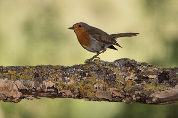 petirrojo posado en una rama con líquenes  (erithacus rubecula)