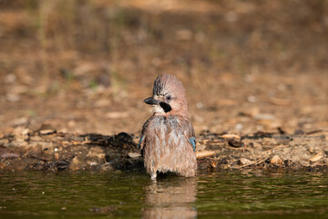 Arrendajo euroasiático bañándose en el estanque del bosque (Garrulus glandarius)