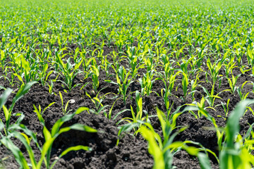 Field with green sprouts of young corn on a sunny day in spring