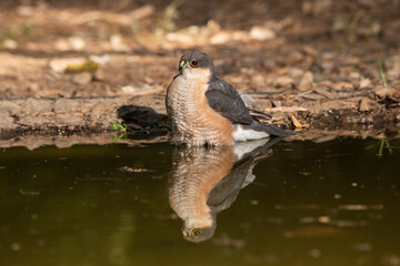 Gavilán común bañándose en el estanque del bosque (Accipiter nisus)