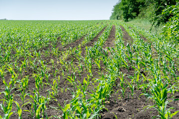 Field with green sprouts of young corn on a sunny day in spring