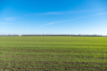 Fototapeta na wymiar Green field with young winter wheat starting to grow