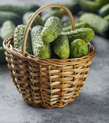 young fresh green cucumbers in a basket