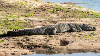 Crocodile sleeping in the sun on a river bank