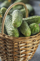 young fresh green cucumbers in a basket