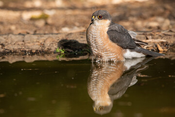 Gavilán común bañándose en el estanque del bosque (Accipiter nisus)