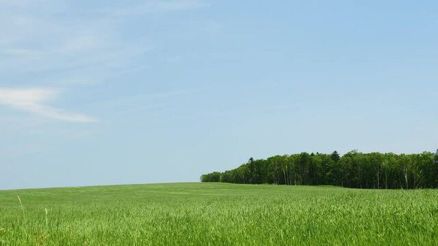 青空と広大な草原