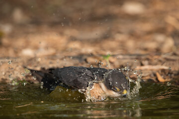 Gavilán común bañándose en el estanque del bosque (Accipiter nisus)