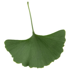 one green leaf of ginkgo biloba on white background