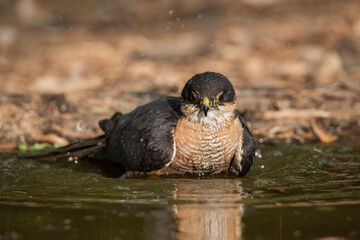 Gavilán común bañándose en el estanque del bosque (Accipiter nisus)