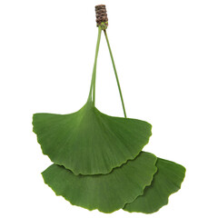 a bunch of three leaves of ginkgo biloba, side by side, on a white background