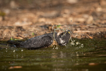 Gavilán común bañándose en el estanque del bosque (Accipiter nisus)