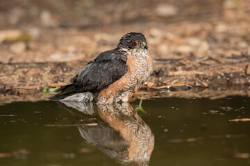 Gavilán común bañándose en el estanque del bosque (Accipiter nisus)