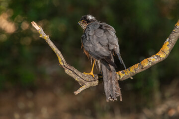Gavilán común posado en una rama con líquenes en el bosque (Accipiter nisus)