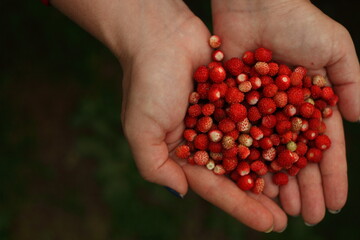 Forest wild strawberries in the hands