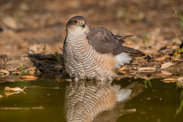 Gavilán común bañándose en el estanque del bosque (Accipiter nisus)