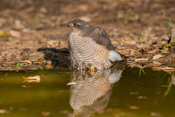 Gavilán común bañándose en el estanque del bosque (Accipiter nisus)