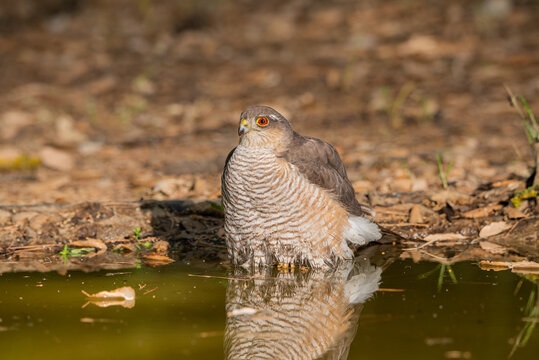 Gavil&aacute;n com&uacute;n ba&ntilde;&aacute;ndose en el estanque del bosque (Accipiter nisus)