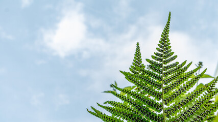 Sporangia on fern against clear sky. Groupes de sporanges on fern leaves. Reproduction of olypodiopsida or Polypodiophyta.