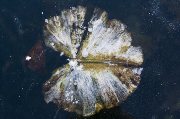 Frozen water-lilies leaves on the surface of frozen lake