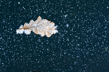 An oak leaf in frost lies on the dark ice