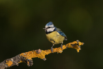 Herrerillo común posado en una rama con líquenes  (Cyanistes caeruleus)