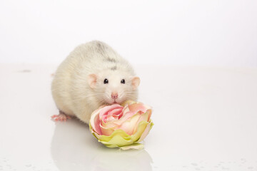 Friendly tame rat on a white background.