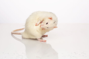 Friendly tame rat on a white background.
