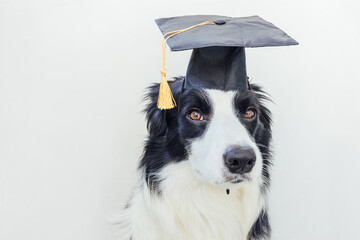 Funny proud graduation puppy dog border collie with comical grad hat isolated on white background....