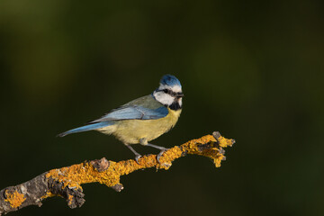 Herrerillo común posado en una rama con líquenes  (Cyanistes caeruleus)