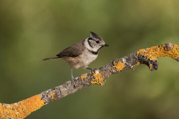 Herrerillo capuchino posado en una rama con líquenes (Lophophanes cristatus)