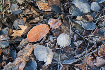 Fallen leaves in the frost