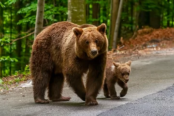 Foto op Aluminium Adorable brown bear and cub in Bucegi Mountains, Sinaia area, Prahova County, Romania © unbolovan